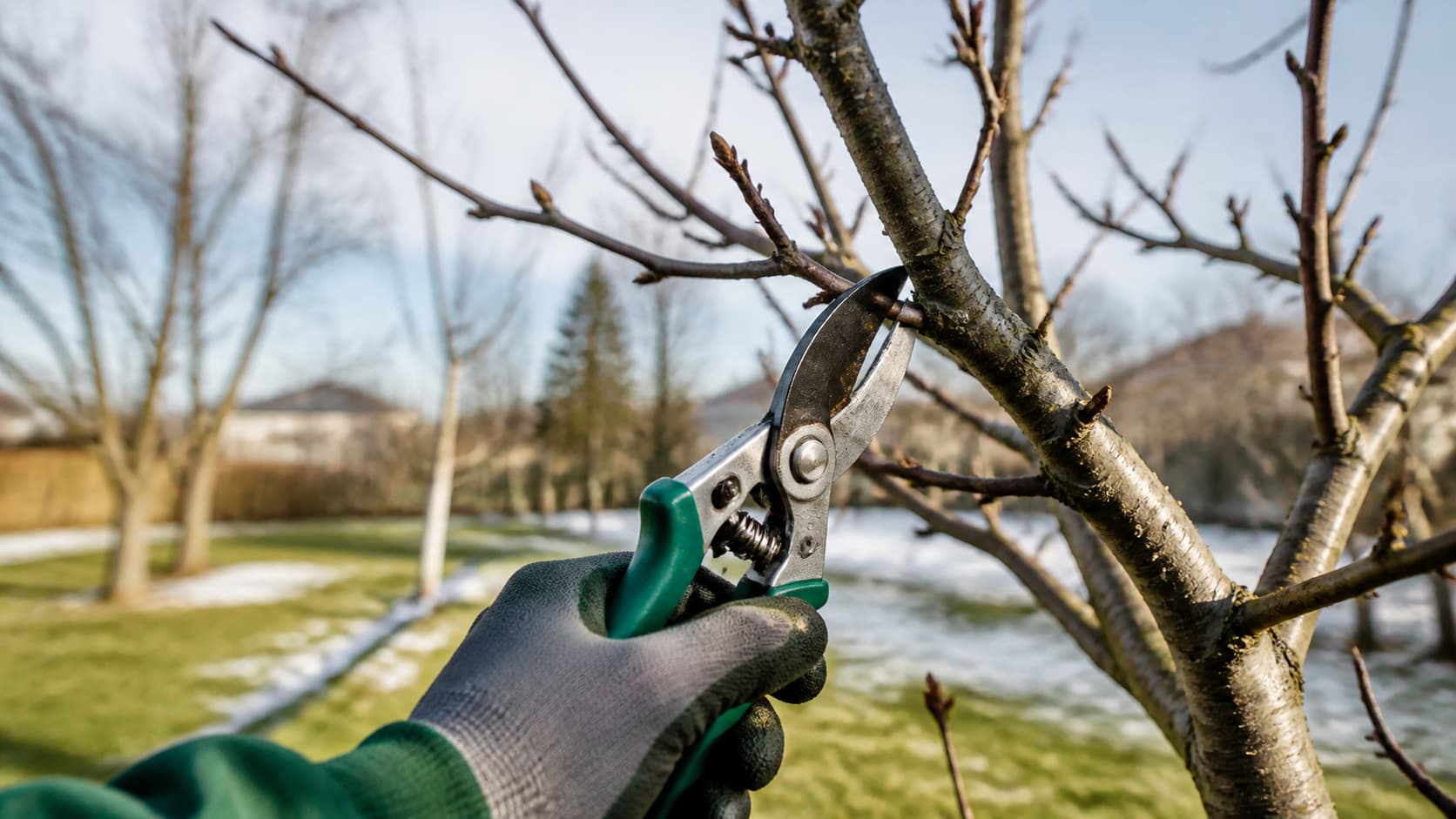 Spring pruning of fruit trees: why, when and how