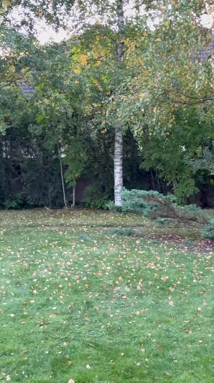 Back of the garden with birches and conifers