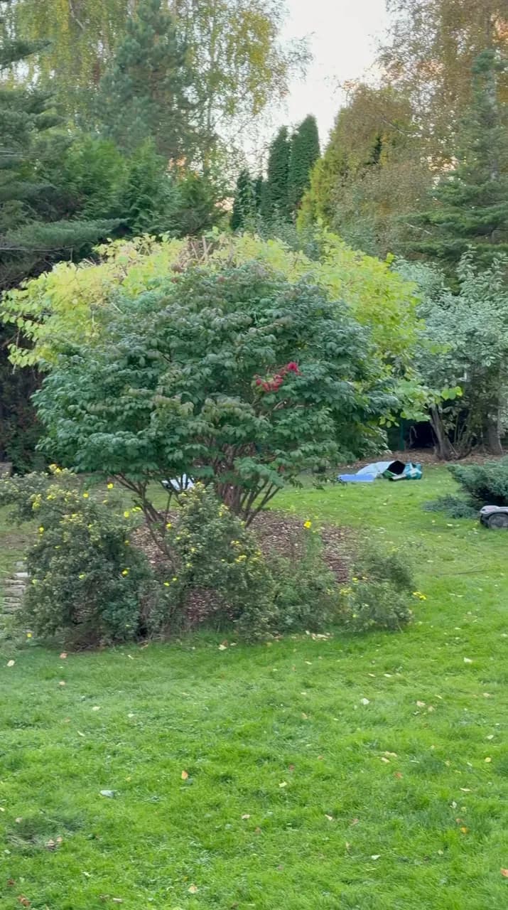 Pruned shrubs and a mulched bed in the middle of the lawn