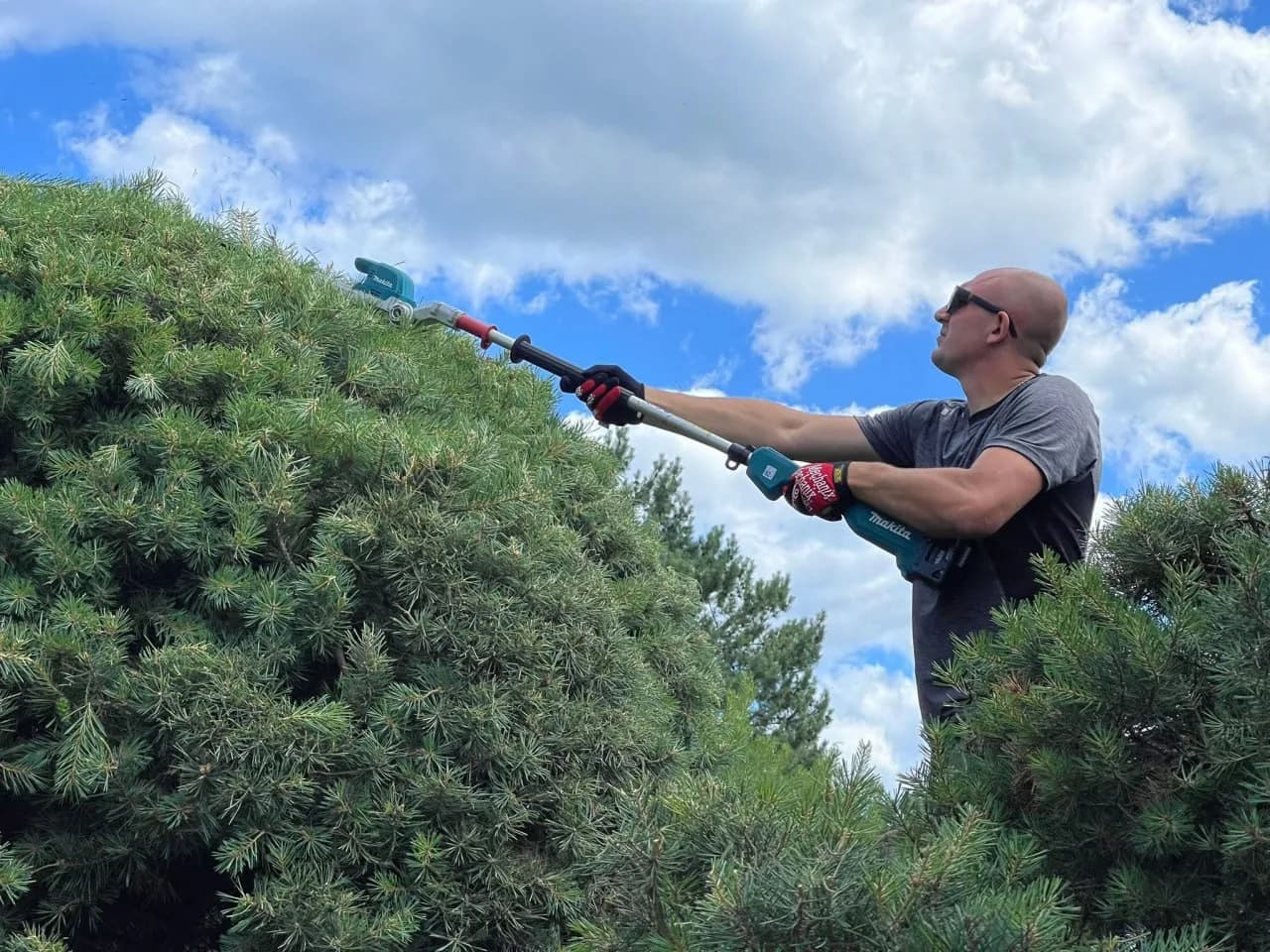 Evergreen Yard gardener shaping conifers with a telescopic trimmer