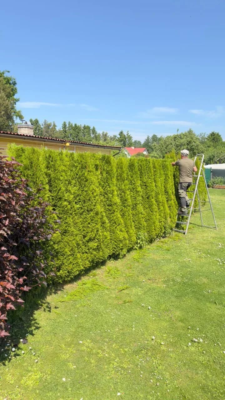 Gardener trimming a tall thuja hedge